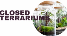 Text reads, "Closed Terrariums" with an image of a plant and moss in a jar. 